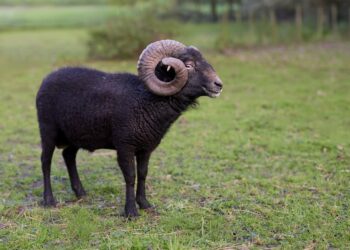 A powerful black ouessant ram with impressive curled horns stands attentively in a vibrant green pasture, its dark fleece contrasting with the soft, blurred natural background.