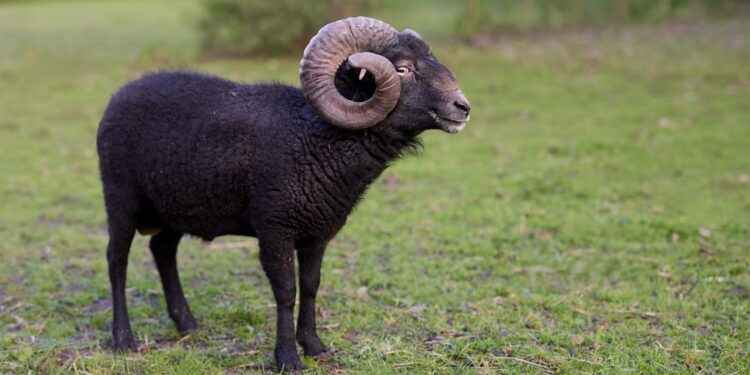 A powerful black ouessant ram with impressive curled horns stands attentively in a vibrant green pasture, its dark fleece contrasting with the soft, blurred natural background.