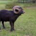 A powerful black ouessant ram with impressive curled horns stands attentively in a vibrant green pasture, its dark fleece contrasting with the soft, blurred natural background.