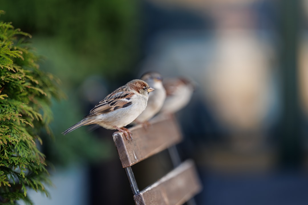 Three sparrows perched on a wooden chair.