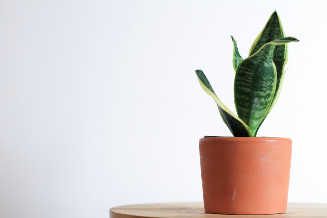 Sansevieria in de slaapkamer