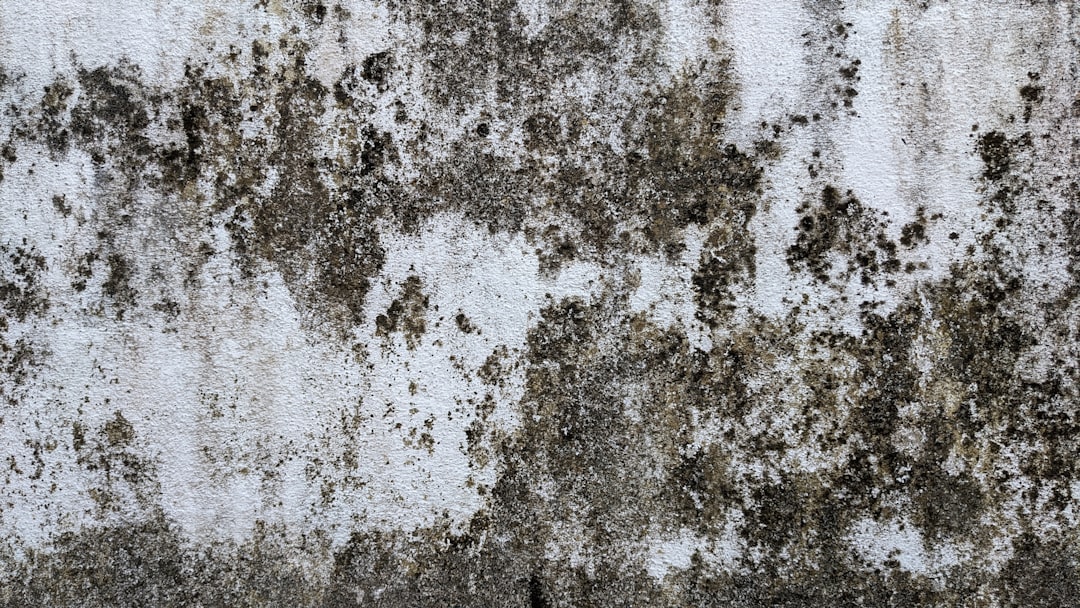 heavily mold mildew textured concrete wall.